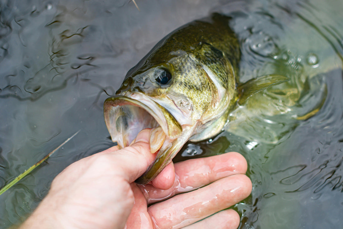 Large Mouth Bass In Ontario Lake | Fisshen